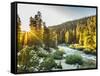 Shining Light In Sequoia National Park-Daniel Kuras-Framed Stretched Canvas