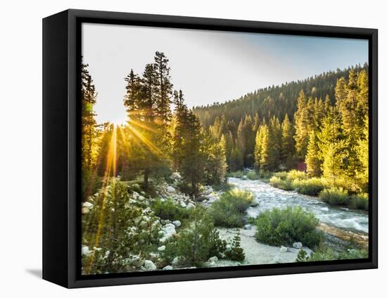 Shining Light In Sequoia National Park-Daniel Kuras-Framed Stretched Canvas