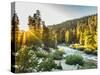 Shining Light In Sequoia National Park-Daniel Kuras-Stretched Canvas