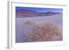 Shining Milkvetch (Astragalus lentiginosus ssp.micans) rare endemic, Death Valley-Bob Gibbons-Framed Photographic Print