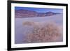 Shining Milkvetch (Astragalus lentiginosus ssp.micans) rare endemic, Death Valley-Bob Gibbons-Framed Photographic Print