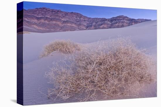 Shining Milkvetch (Astragalus lentiginosus ssp.micans) rare endemic, Death Valley-Bob Gibbons-Stretched Canvas
