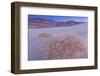 Shining Milkvetch (Astragalus lentiginosus ssp.micans) rare endemic, Death Valley-Bob Gibbons-Framed Photographic Print