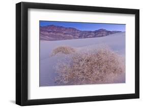 Shining Milkvetch (Astragalus lentiginosus ssp.micans) rare endemic, Death Valley-Bob Gibbons-Framed Photographic Print