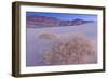 Shining Milkvetch (Astragalus lentiginosus ssp.micans) rare endemic, Death Valley-Bob Gibbons-Framed Photographic Print