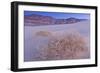 Shining Milkvetch (Astragalus lentiginosus ssp.micans) rare endemic, Death Valley-Bob Gibbons-Framed Photographic Print