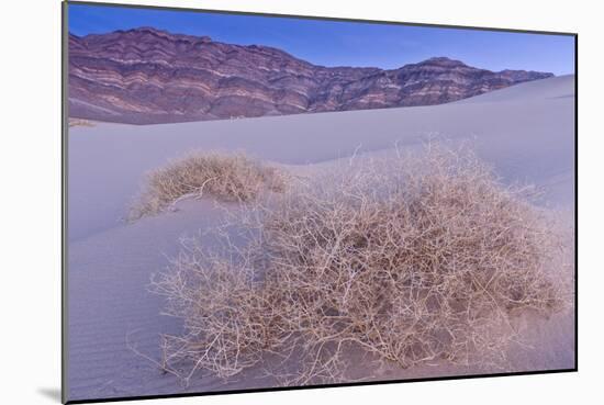 Shining Milkvetch (Astragalus lentiginosus ssp.micans) rare endemic, Death Valley-Bob Gibbons-Mounted Photographic Print