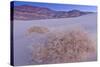 Shining Milkvetch (Astragalus lentiginosus ssp.micans) rare endemic, Death Valley-Bob Gibbons-Stretched Canvas