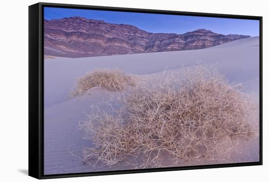 Shining Milkvetch (Astragalus lentiginosus ssp.micans) rare endemic, Death Valley-Bob Gibbons-Framed Stretched Canvas