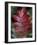 Shining Sumac in Autumn, Kentucky, USA-Adam Jones-Framed Photographic Print