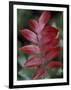 Shining Sumac in Autumn, Kentucky, USA-Adam Jones-Framed Photographic Print