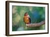 Shining sunbeam, Ecuador.-Adam Jones-Framed Photographic Print