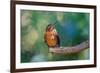 Shining sunbeam, Ecuador.-Adam Jones-Framed Photographic Print