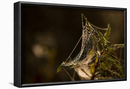 Shiny cobweb on dry plant, nature dark background-Paivi Vikstrom-Framed Photographic Print