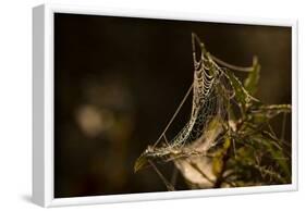 Shiny cobweb on dry plant, nature dark background-Paivi Vikstrom-Framed Photographic Print