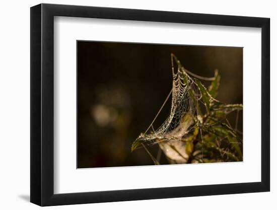 Shiny cobweb on dry plant, nature dark background-Paivi Vikstrom-Framed Photographic Print