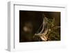 Shiny cobweb on dry plant, nature dark background-Paivi Vikstrom-Framed Photographic Print