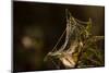 Shiny cobweb on dry plant, nature dark background-Paivi Vikstrom-Mounted Photographic Print
