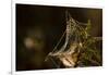 Shiny cobweb on dry plant, nature dark background-Paivi Vikstrom-Framed Photographic Print