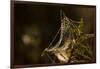 Shiny cobweb on dry plant, nature dark background-Paivi Vikstrom-Framed Photographic Print