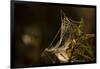 Shiny cobweb on dry plant, nature dark background-Paivi Vikstrom-Framed Photographic Print