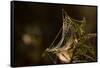 Shiny cobweb on dry plant, nature dark background-Paivi Vikstrom-Framed Stretched Canvas