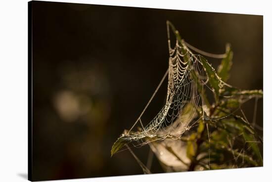 Shiny cobweb on dry plant, nature dark background-Paivi Vikstrom-Stretched Canvas