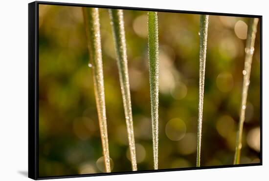 shiny dew droplets on reed, nature background with bokeh-Paivi Vikstrom-Framed Stretched Canvas