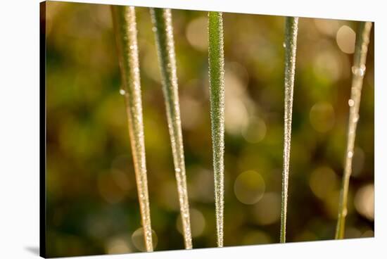 shiny dew droplets on reed, nature background with bokeh-Paivi Vikstrom-Stretched Canvas