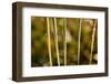 shiny dew droplets on reed, nature background with bokeh-Paivi Vikstrom-Framed Photographic Print