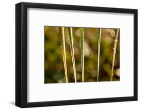 shiny dew droplets on reed, nature background with bokeh-Paivi Vikstrom-Framed Photographic Print