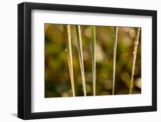 shiny dew droplets on reed, nature background with bokeh-Paivi Vikstrom-Framed Photographic Print