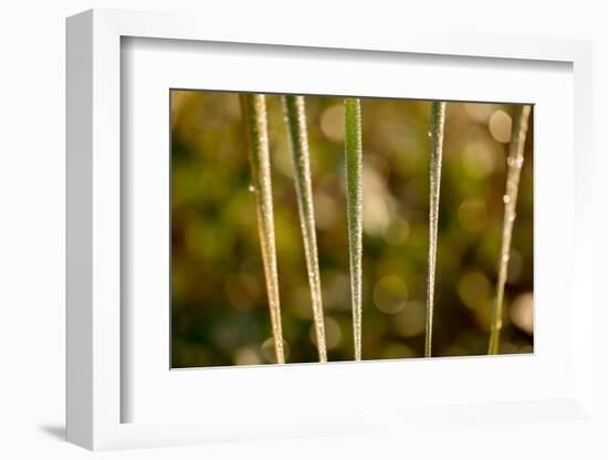 shiny dew droplets on reed, nature background with bokeh-Paivi Vikstrom-Framed Photographic Print