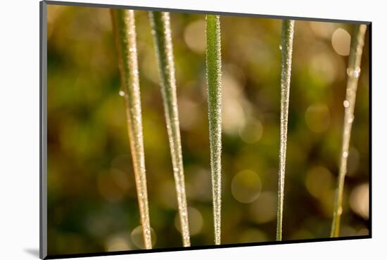 shiny dew droplets on reed, nature background with bokeh-Paivi Vikstrom-Mounted Photographic Print