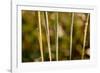 shiny dew droplets on reed, nature background with bokeh-Paivi Vikstrom-Framed Photographic Print