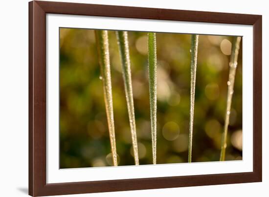 shiny dew droplets on reed, nature background with bokeh-Paivi Vikstrom-Framed Photographic Print