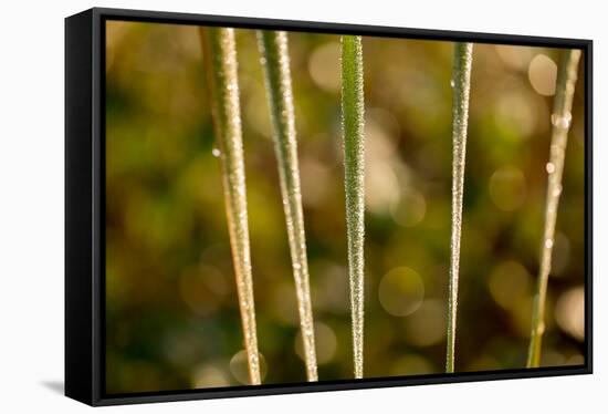 shiny dew droplets on reed, nature background with bokeh-Paivi Vikstrom-Framed Stretched Canvas