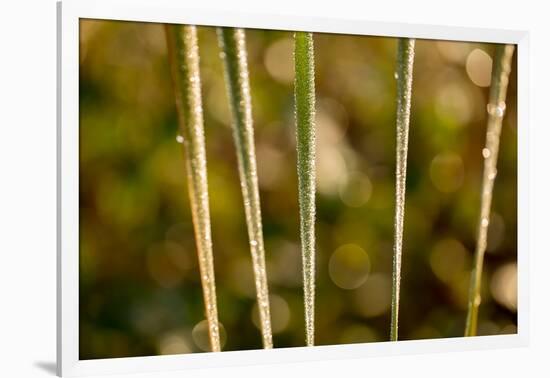 shiny dew droplets on reed, nature background with bokeh-Paivi Vikstrom-Framed Photographic Print