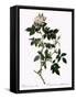 Shiny-Leaved Dog Rose-Pierre Joseph Redoute-Framed Stretched Canvas