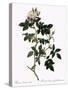 Shiny-Leaved Dog Rose-Pierre Joseph Redoute-Stretched Canvas