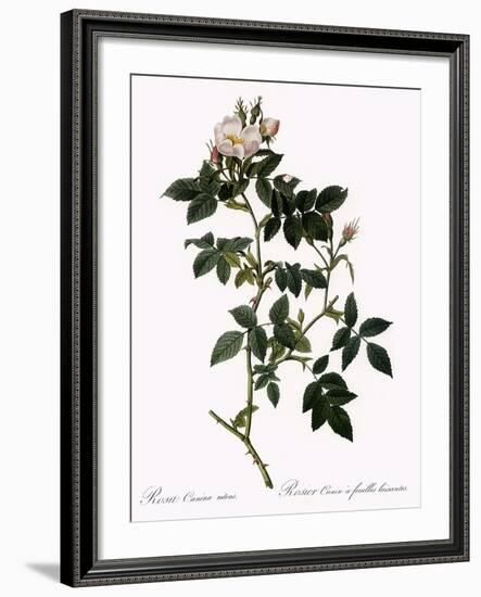 Shiny-Leaved Dog Rose-Pierre Joseph Redoute-Framed Giclee Print