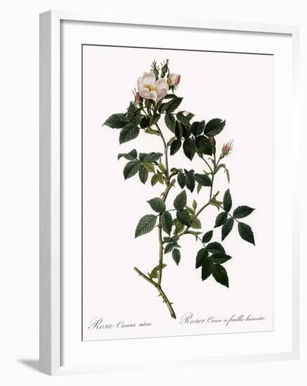 Shiny-Leaved Dog Rose-Pierre Joseph Redoute-Framed Giclee Print