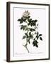 Shiny-Leaved Dog Rose-Pierre Joseph Redoute-Framed Giclee Print