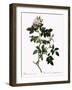 Shiny-Leaved Dog Rose-Pierre Joseph Redoute-Framed Giclee Print