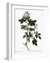 Shiny-Leaved Dog Rose-Pierre Joseph Redoute-Framed Giclee Print