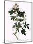 Shiny-Leaved Dog Rose-Pierre Joseph Redoute-Mounted Giclee Print