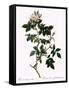 Shiny-Leaved Dog Rose-Pierre Joseph Redoute-Framed Stretched Canvas