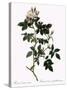 Shiny-Leaved Dog Rose-Pierre Joseph Redoute-Stretched Canvas