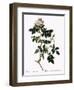 Shiny-Leaved Dog Rose-Pierre Joseph Redoute-Framed Giclee Print