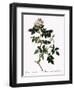 Shiny-Leaved Dog Rose-Pierre Joseph Redoute-Framed Giclee Print